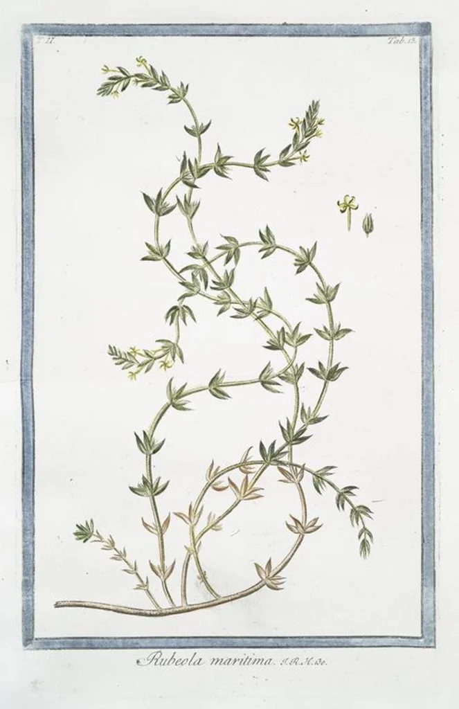 An illustration from Hortus Romanus plantaru, 1772, leaf 118