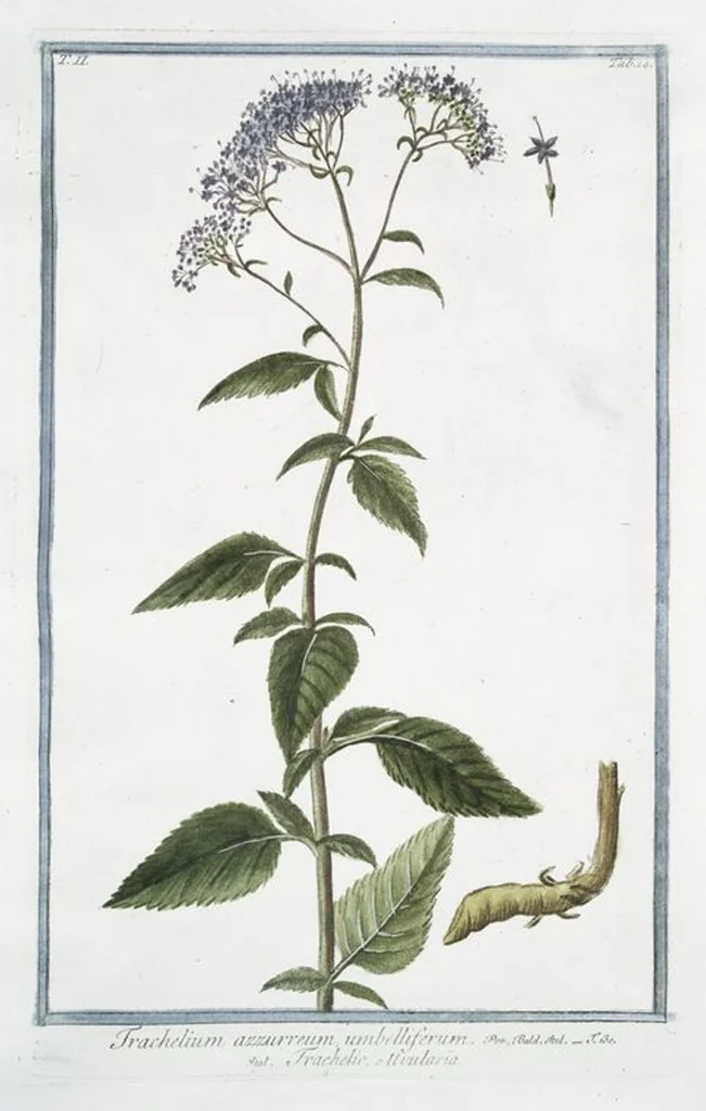 An illustration from Hortus Romanus plantaru, 1772, leaf 119