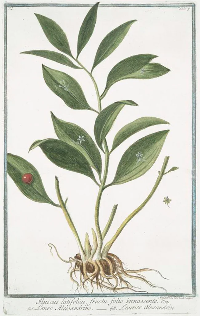 An illustration from Hortus Romanus plantaru, 1772, leaf 12