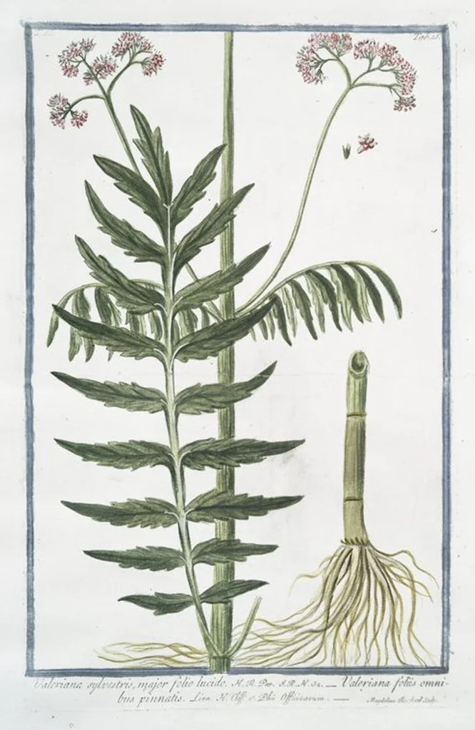 An illustration from Hortus Romanus plantaru, 1772, leaf 120