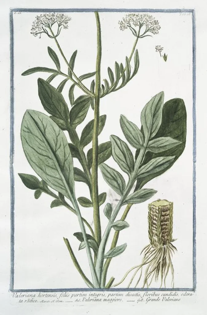 An illustration from Hortus Romanus plantaru, 1772, leaf 121