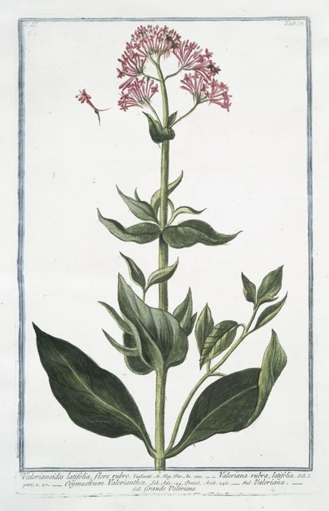 An illustration from Hortus Romanus plantaru, 1772, leaf 122
