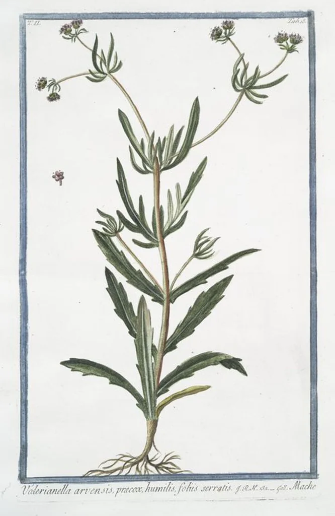 An illustration from Hortus Romanus plantaru, 1772, leaf 123