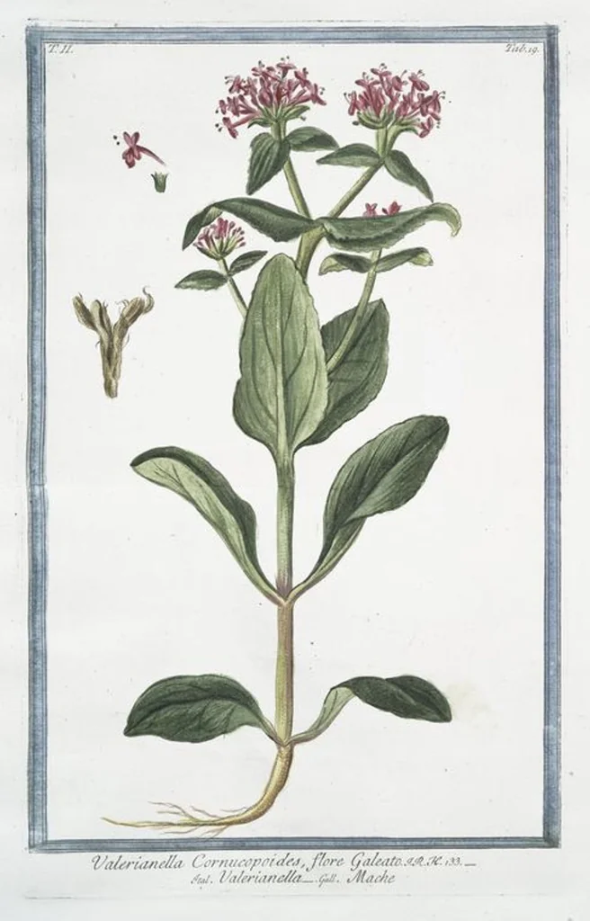 An illustration from Hortus Romanus plantaru, 1772, leaf 124