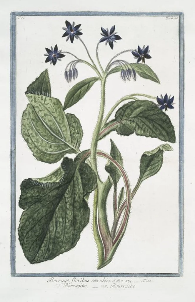 An illustration from Hortus Romanus plantaru, 1772, leaf 125