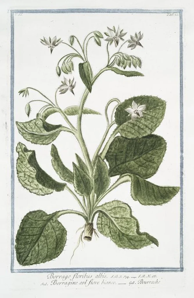 An illustration from Hortus Romanus plantaru, 1772, leaf 126
