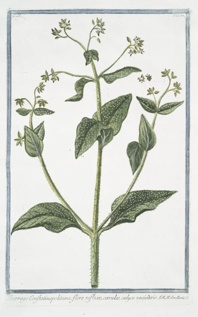 An illustration from Hortus Romanus plantaru, 1772, leaf 127