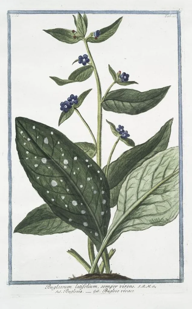 An illustration from Hortus Romanus plantaru, 1772, leaf 128