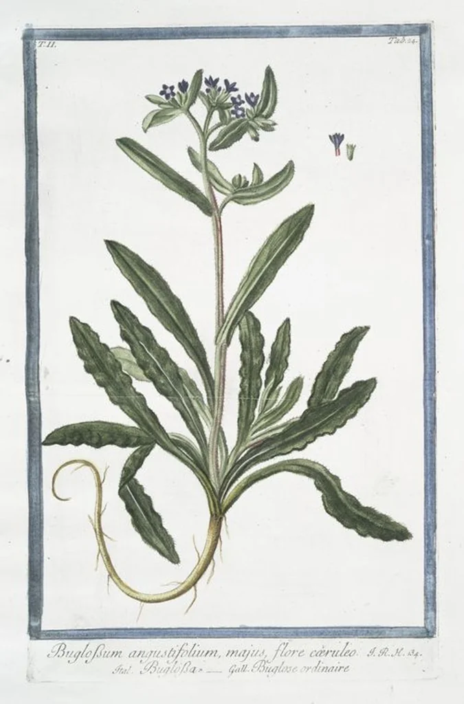 An illustration from Hortus Romanus plantaru, 1772, leaf 129