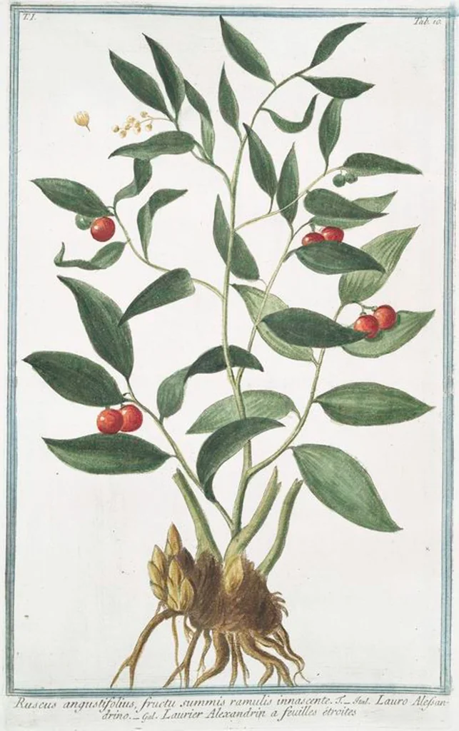 An illustration from Hortus Romanus plantaru, 1772, leaf 13