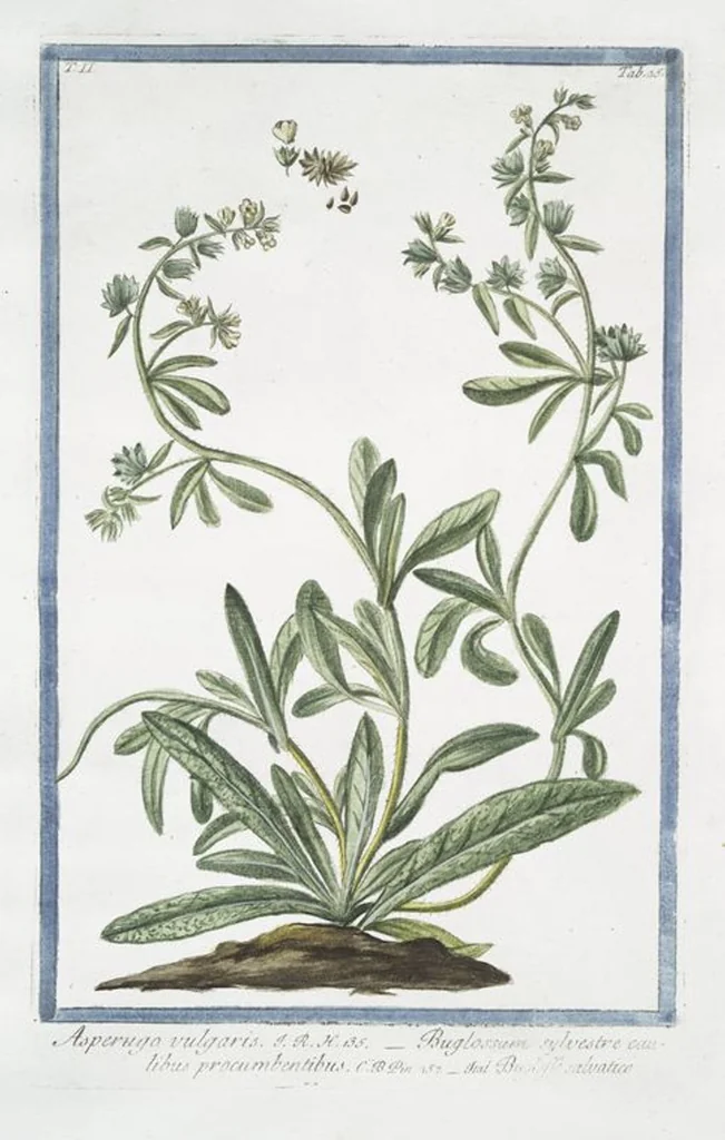 An illustration from Hortus Romanus plantaru, 1772, leaf 130