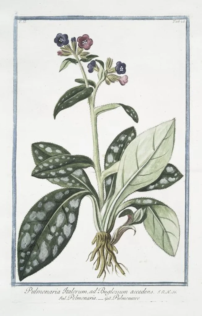 An illustration from Hortus Romanus plantaru, 1772, leaf 131