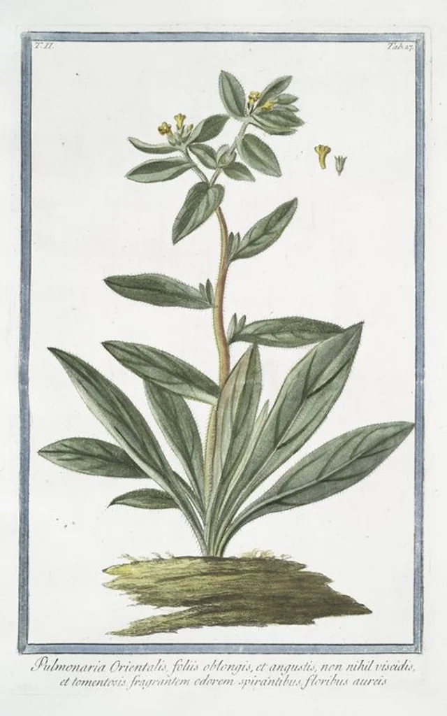 An illustration from Hortus Romanus plantaru, 1772, leaf 132