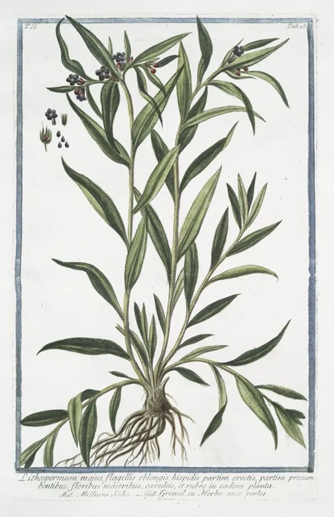 An illustration from Hortus Romanus plantaru, 1772, leaf 133