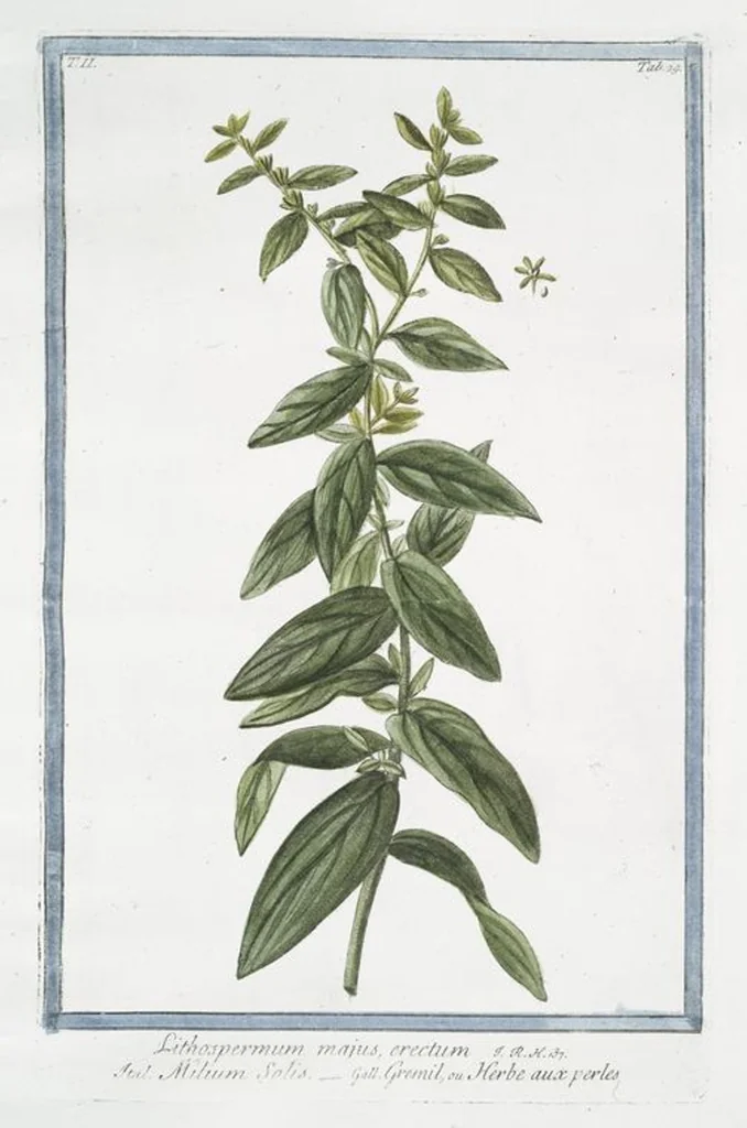 An illustration from Hortus Romanus plantaru, 1772, leaf 134