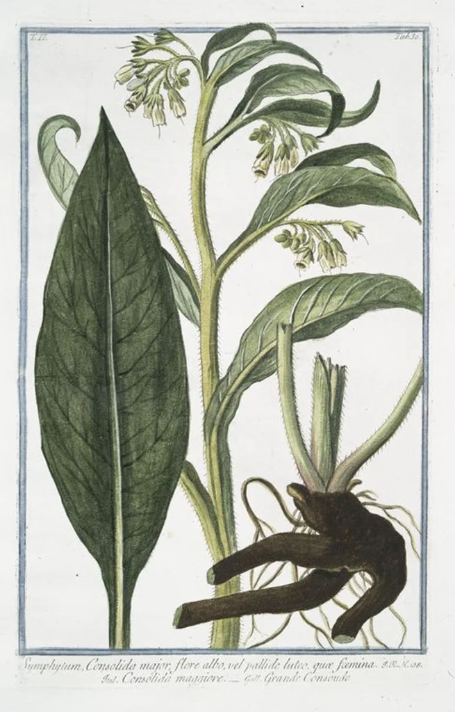 An illustration from Hortus Romanus plantaru, 1772, leaf 135