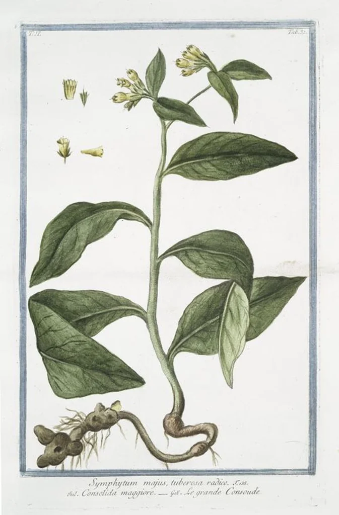 An illustration from Hortus Romanus plantaru, 1772, leaf 136