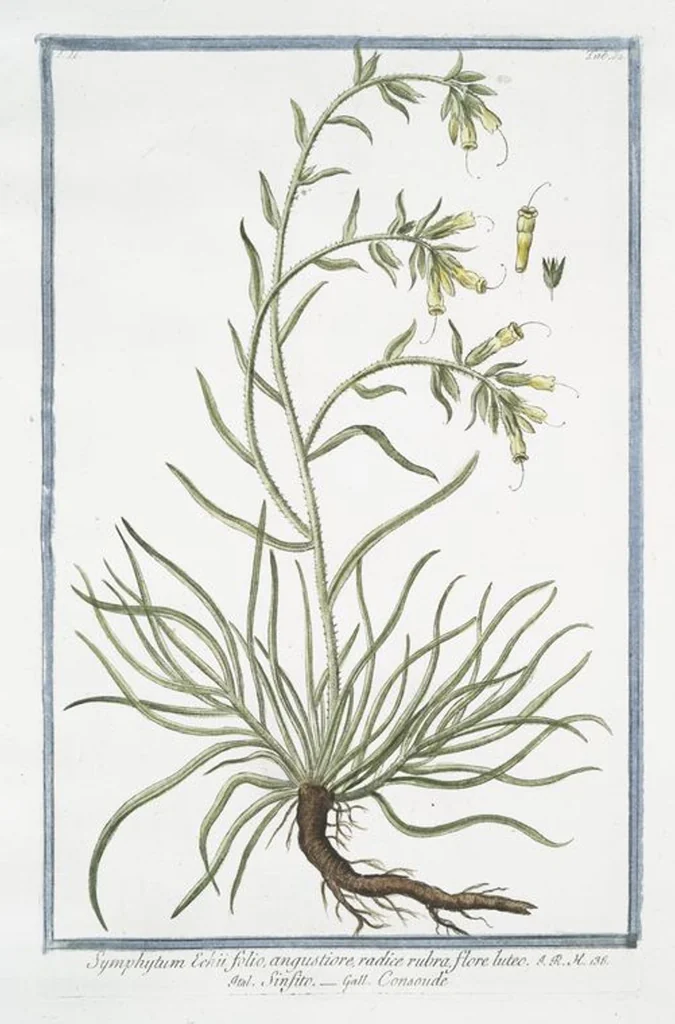 An illustration from Hortus Romanus plantaru, 1772, leaf 137