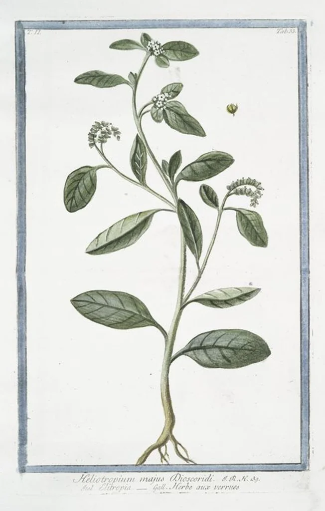 An illustration from Hortus Romanus plantaru, 1772, leaf 138