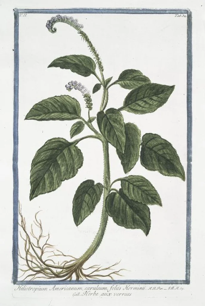 An illustration from Hortus Romanus plantaru, 1772, leaf 139
