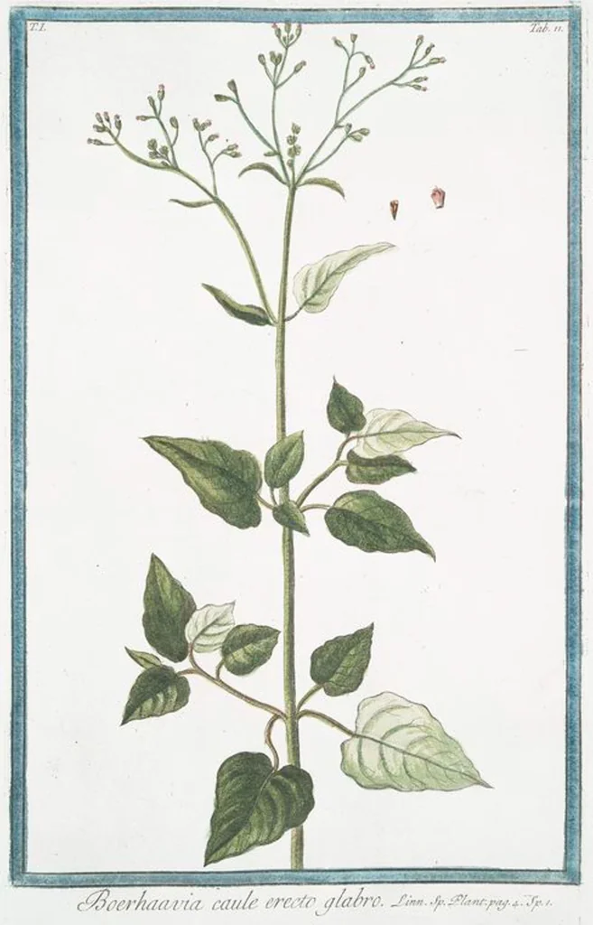 An illustration from Hortus Romanus plantaru, 1772, leaf 14