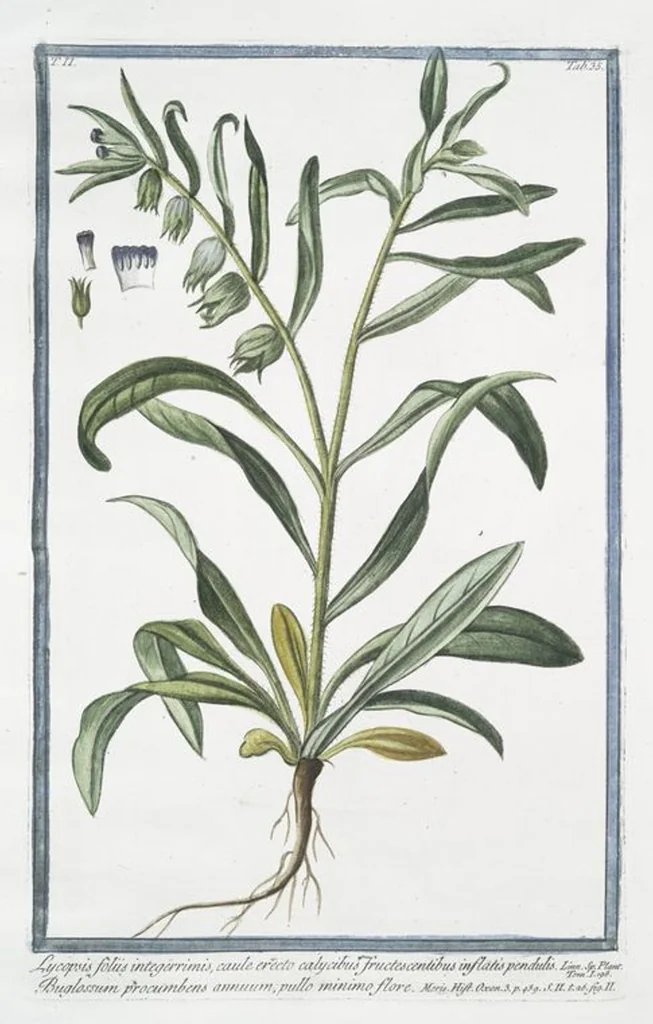 An illustration from Hortus Romanus plantaru, 1772, leaf 140