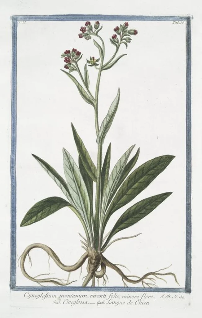 An illustration from Hortus Romanus plantaru, 1772, leaf 141