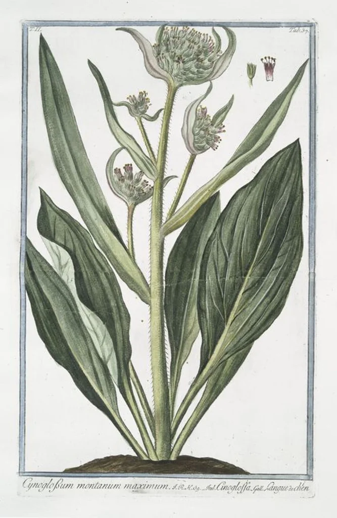 An illustration from Hortus Romanus plantaru, 1772, leaf 142