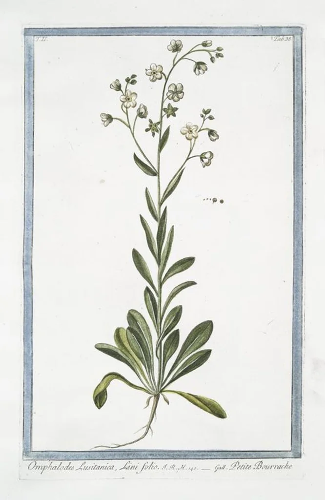 An illustration from Hortus Romanus plantaru, 1772, leaf 143