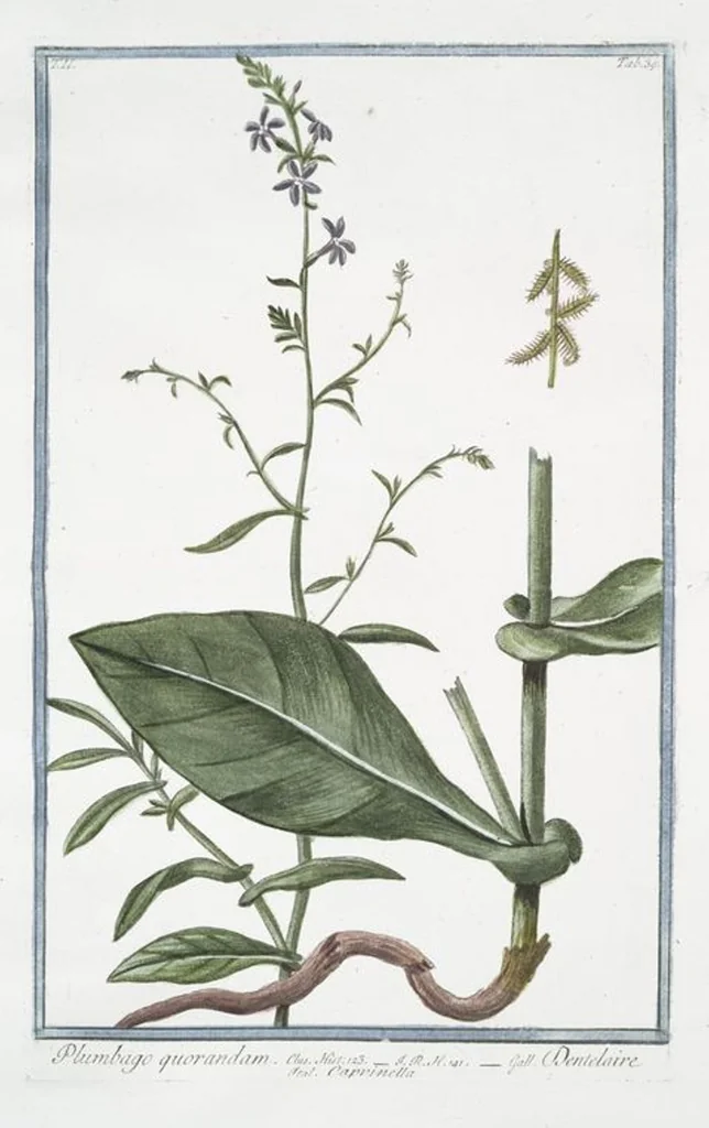 An illustration from Hortus Romanus plantaru, 1772, leaf 144