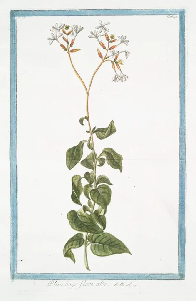 An illustration from Hortus Romanus plantaru, 1772, leaf 145
