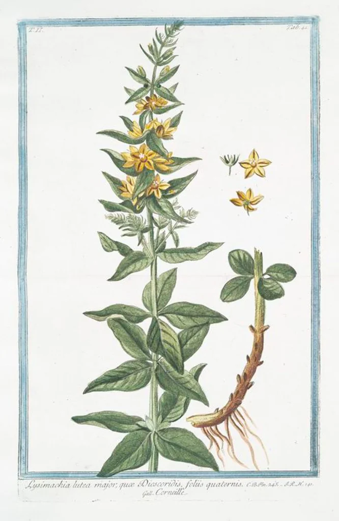 An illustration from Hortus Romanus plantaru, 1772, leaf 146