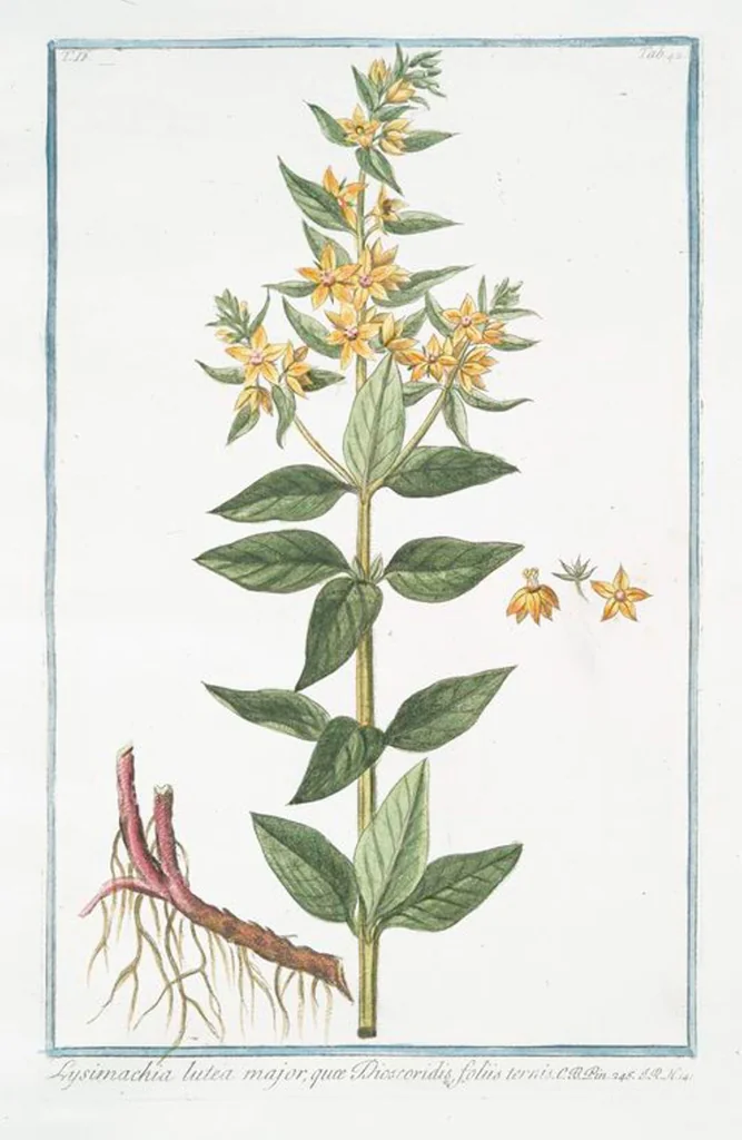 An illustration from Hortus Romanus plantaru, 1772, leaf 147