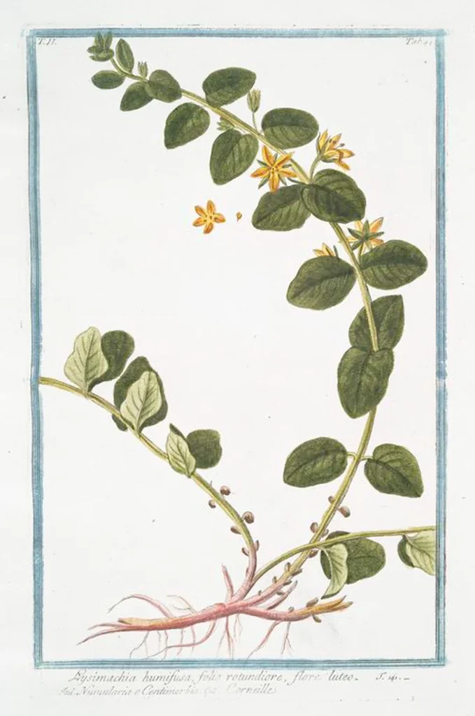 An illustration from Hortus Romanus plantaru, 1772, leaf 149