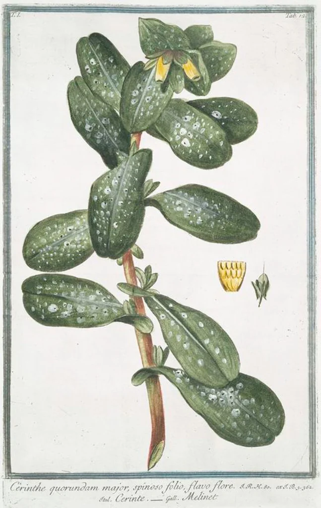An illustration from Hortus Romanus plantaru, 1772, leaf 15