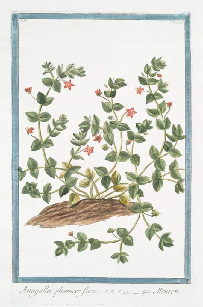 An illustration from Hortus Romanus plantaru, 1772, leaf 150