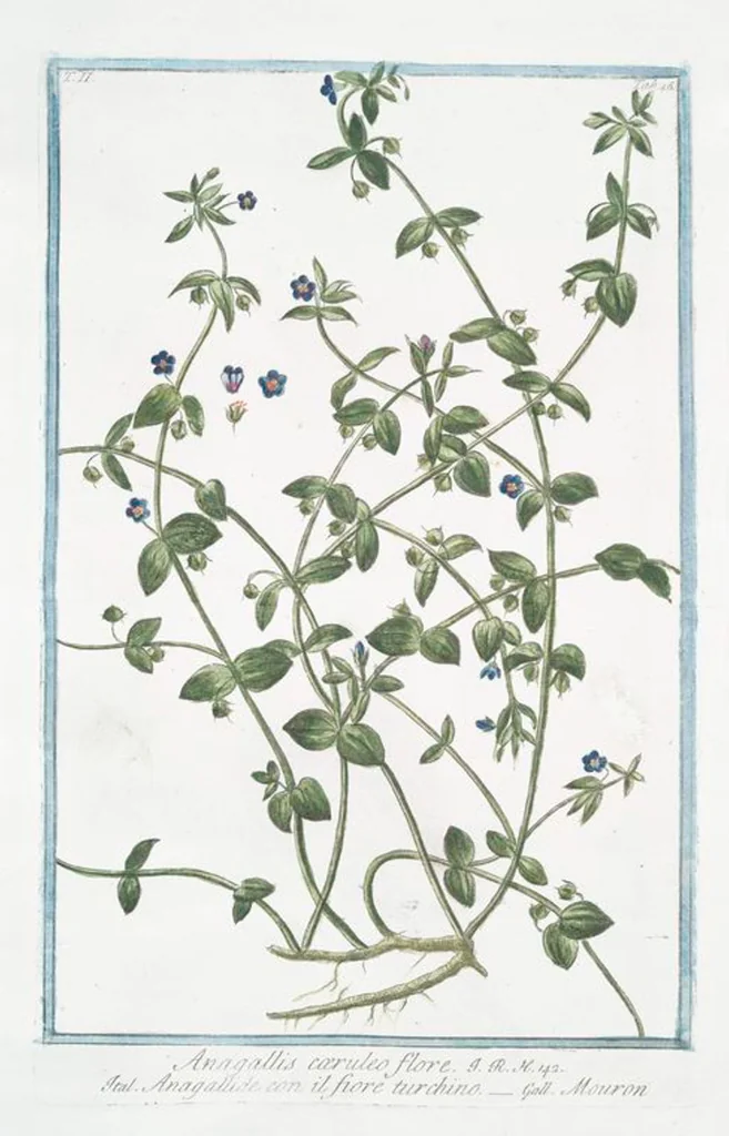 An illustration from Hortus Romanus plantaru, 1772, leaf 151