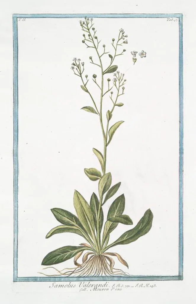 An illustration from Hortus Romanus plantaru, 1772, leaf 152
