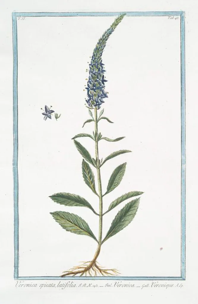 An illustration from Hortus Romanus plantaru, 1772, leaf 153