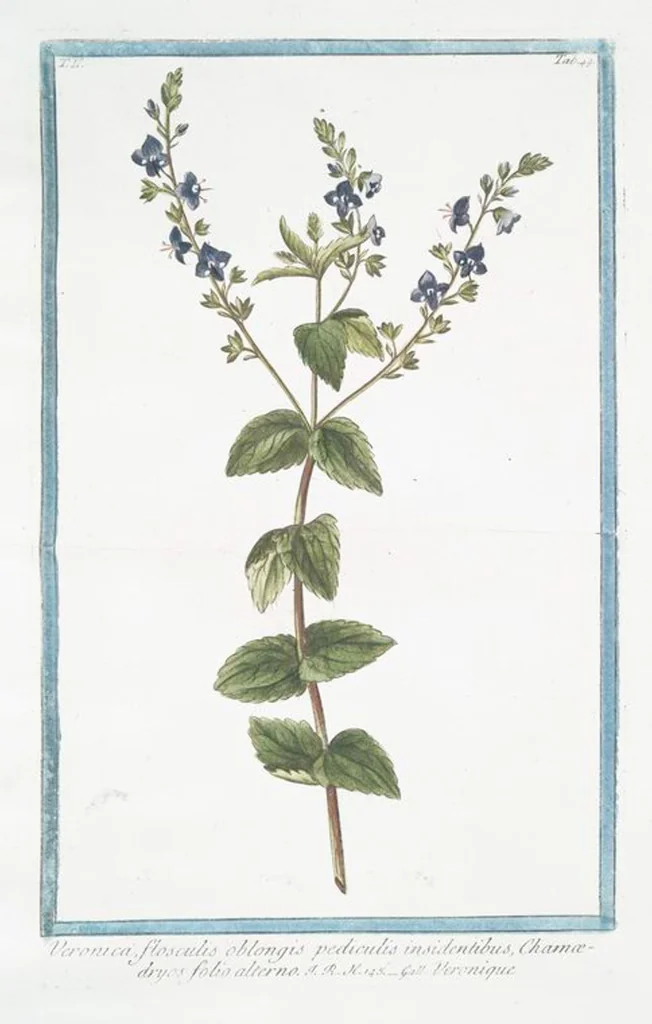 An illustration from Hortus Romanus plantaru, 1772, leaf 154