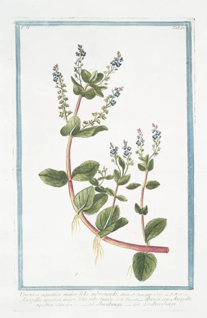 An illustration from Hortus Romanus plantaru, 1772, leaf 155