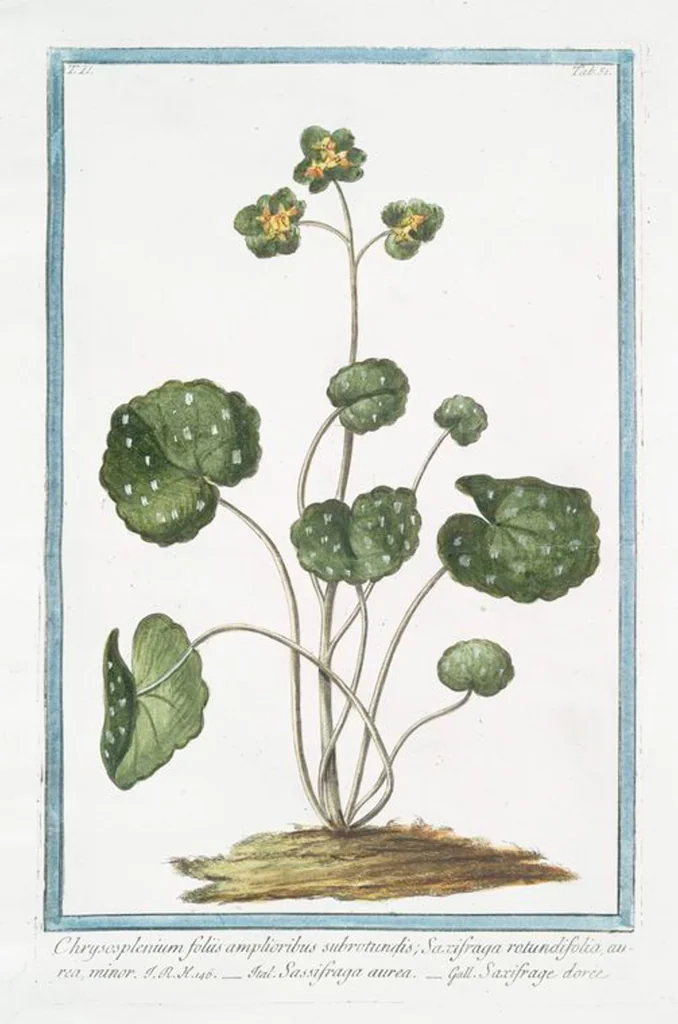 An illustration from Hortus Romanus plantaru, 1772, leaf 156