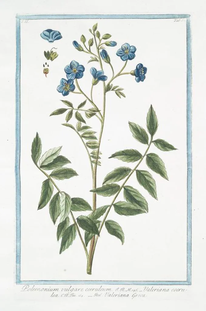 An illustration from Hortus Romanus plantaru, 1772, leaf 157