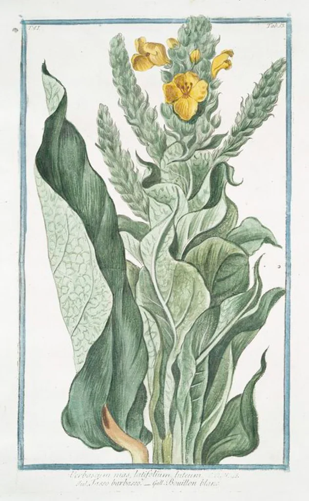 An illustration from Hortus Romanus plantaru, 1772, leaf 158