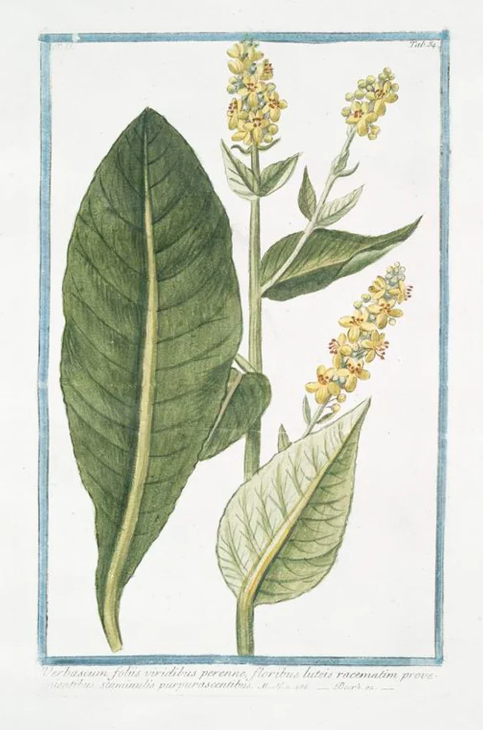 An illustration from Hortus Romanus plantaru, 1772, leaf 159