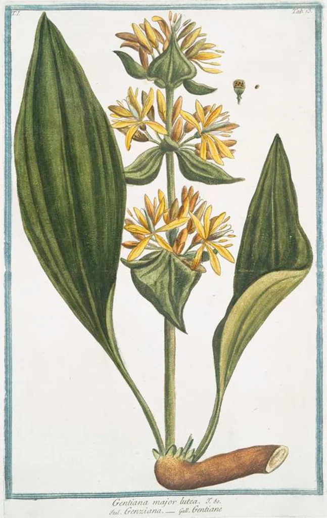 An illustration from Hortus Romanus plantaru, 1772, leaf 16