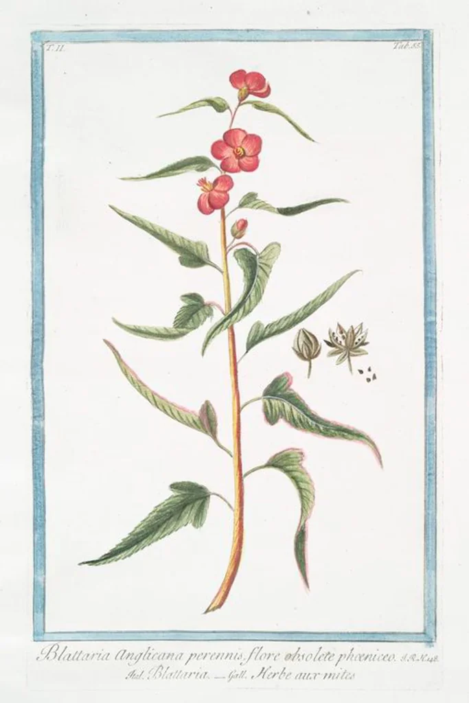 An illustration from Hortus Romanus plantaru, 1772, leaf 160