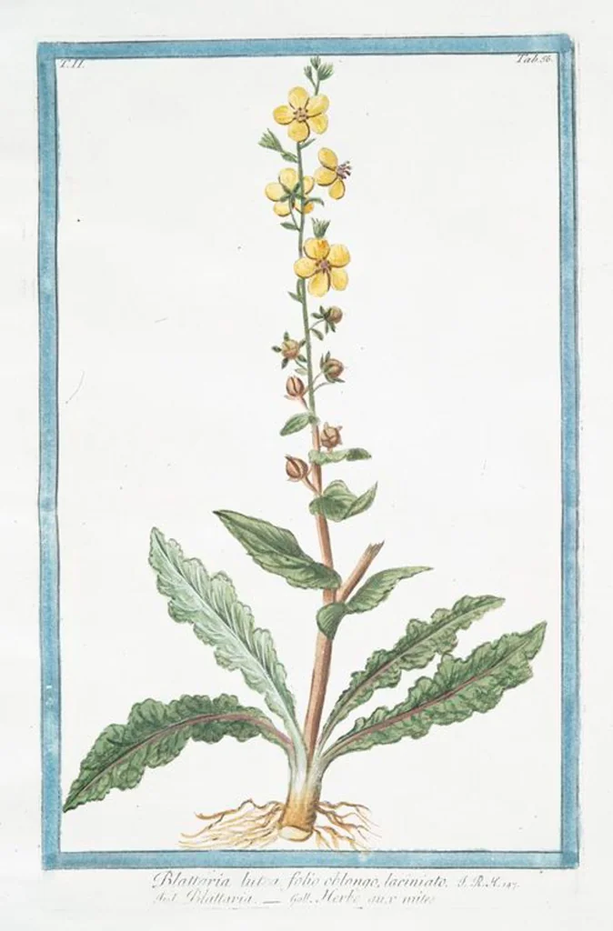 An illustration from Hortus Romanus plantaru, 1772, leaf 161