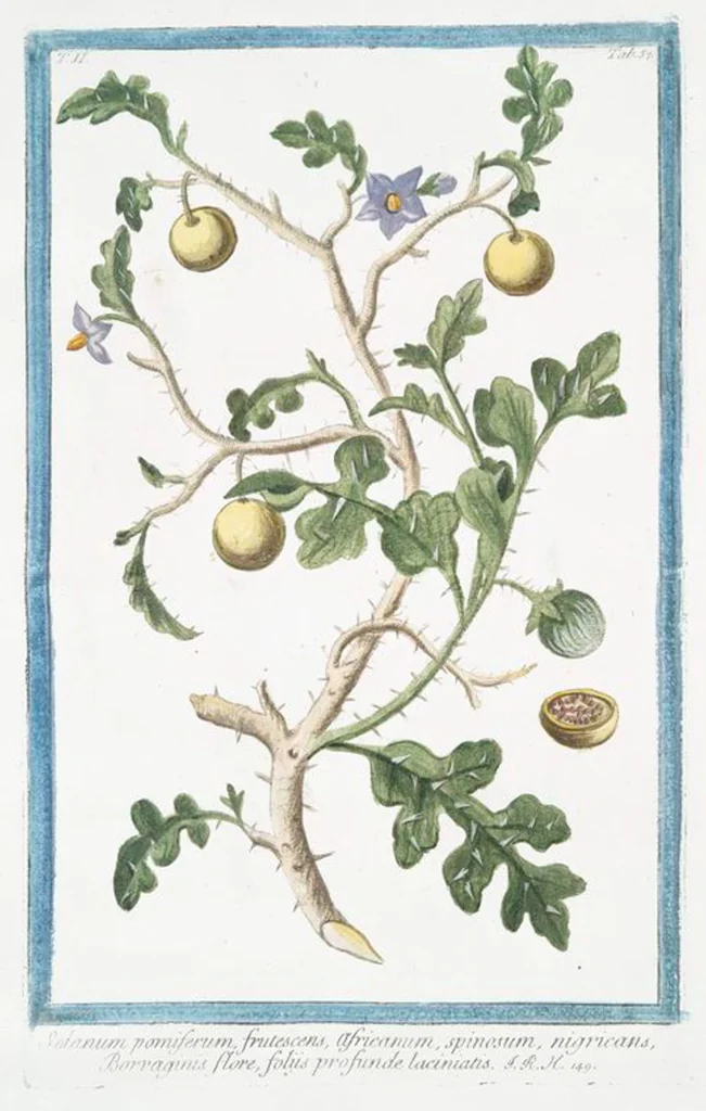 An illustration from Hortus Romanus plantaru, 1772, leaf 162