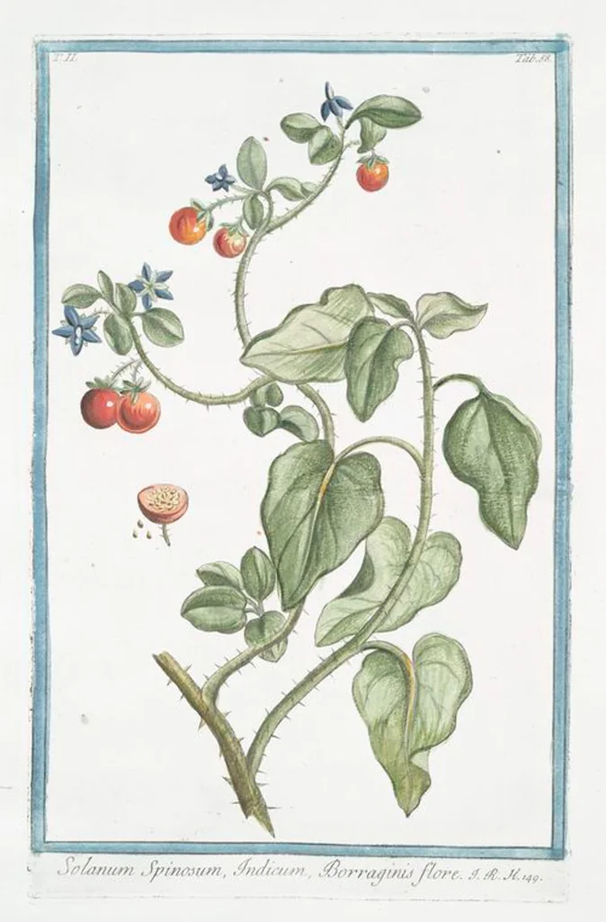 An illustration from Hortus Romanus plantaru, 1772, leaf 163